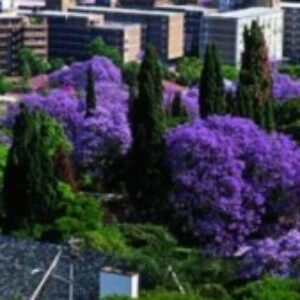 Profile photo of Mellissa Collins